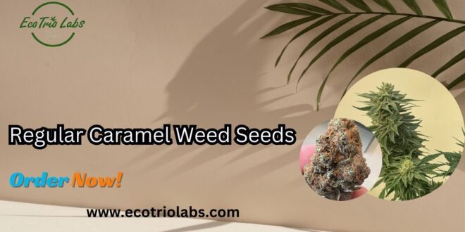 Regular Caramel Weed Seeds