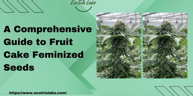 Fruit Cake Feminized Seeds 