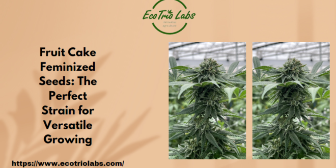 Fruit Cake Feminized Seeds