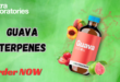 Guava Terpenes