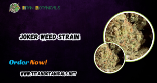 JOKER WEED STRAIN