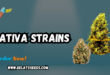 Sativa strains