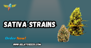 Sativa strains