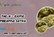 THC-A – Exotic Pineapple Sativa